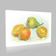 Pears And Oranges Kanvas Tablo