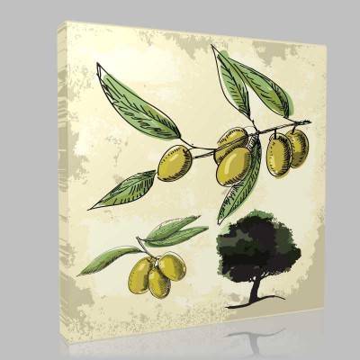 Vector Olive Oil Tree  Branch Kanvas Tablo